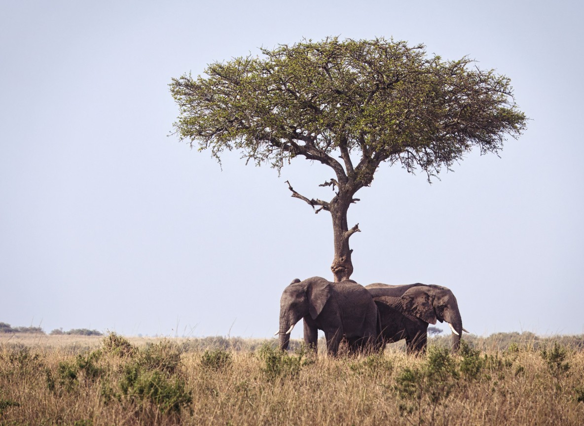 Mara North Conservancy
