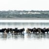 Mara River Crossing