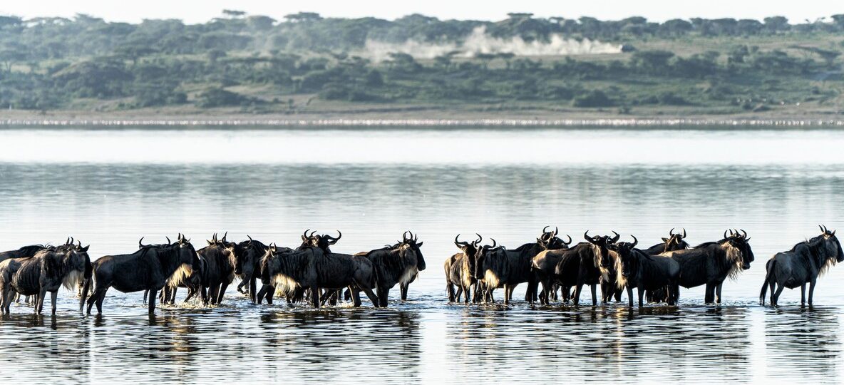 Mara River Crossing