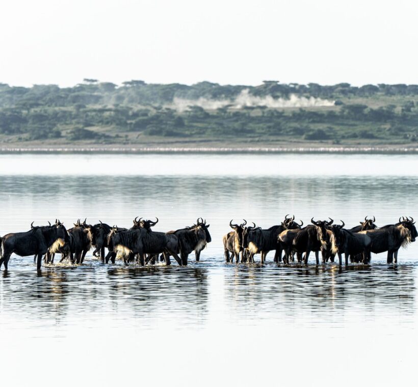 Mara River Crossing
