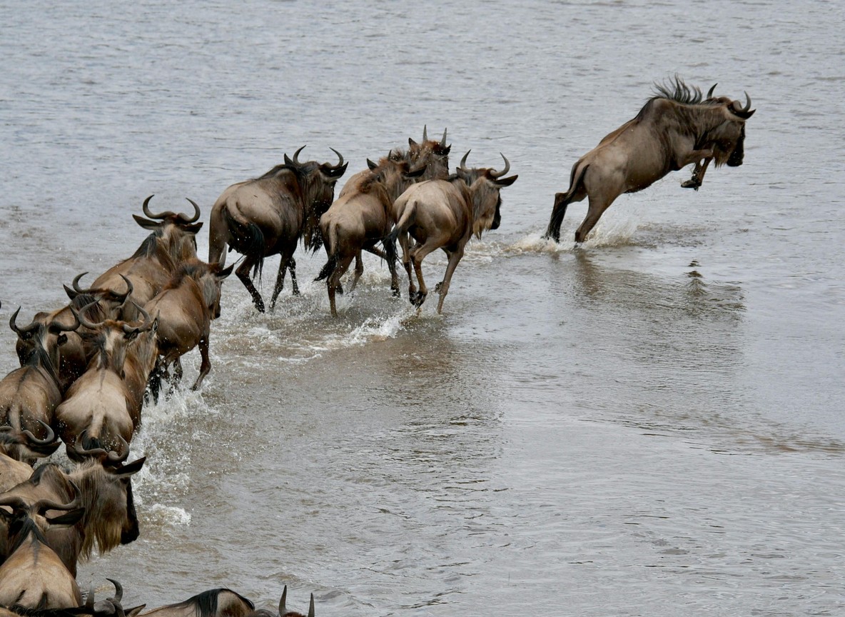 Mara River Crossing