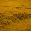 Mara Triangle Safari Guide