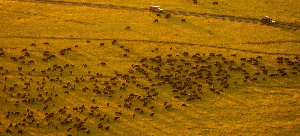 Mara Triangle Safari Guide