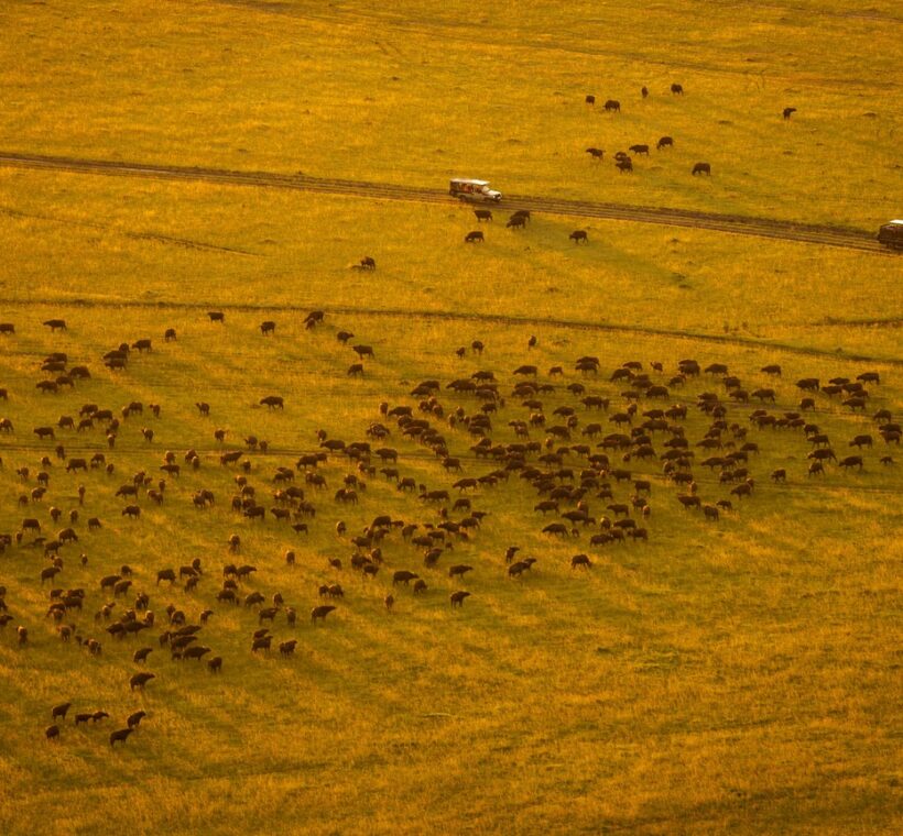 Mara Triangle Safari Guide