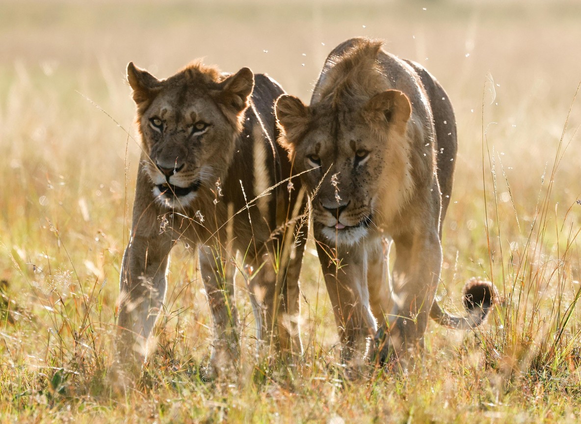 Mara Triangle Safari Guide