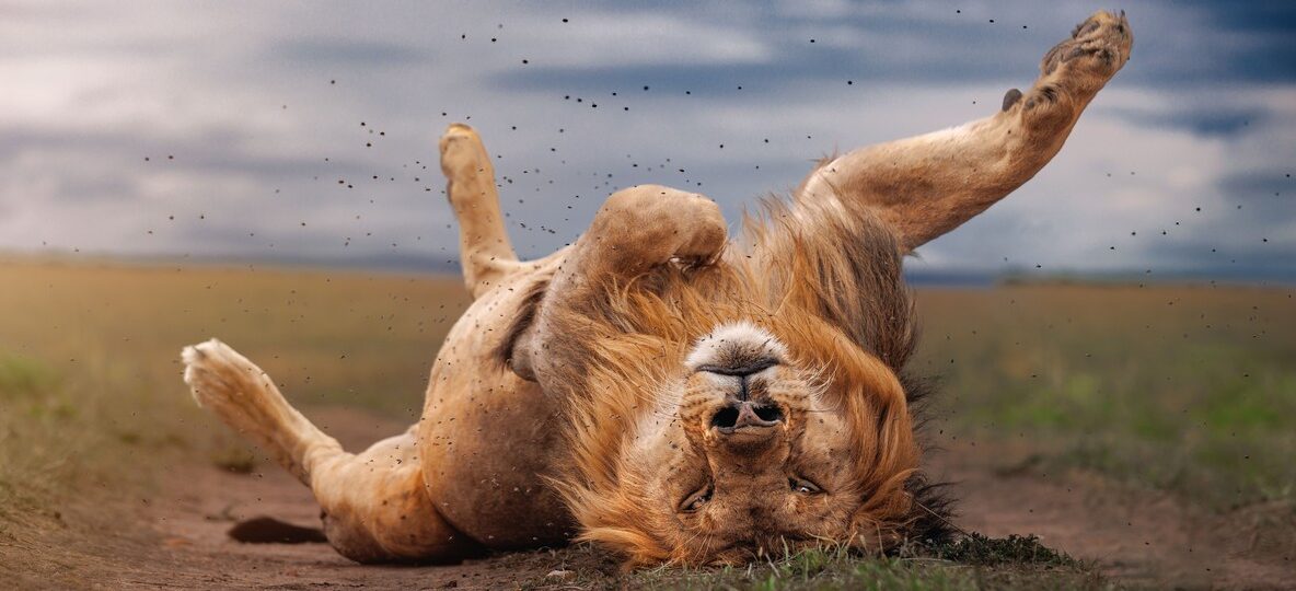 Masai Mara Amboseli Safari Packages