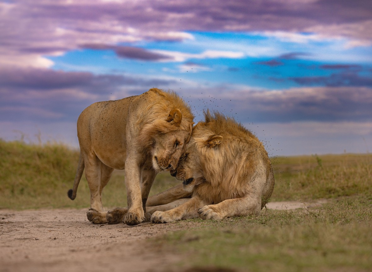 Masai Mara Amboseli Safari Packages