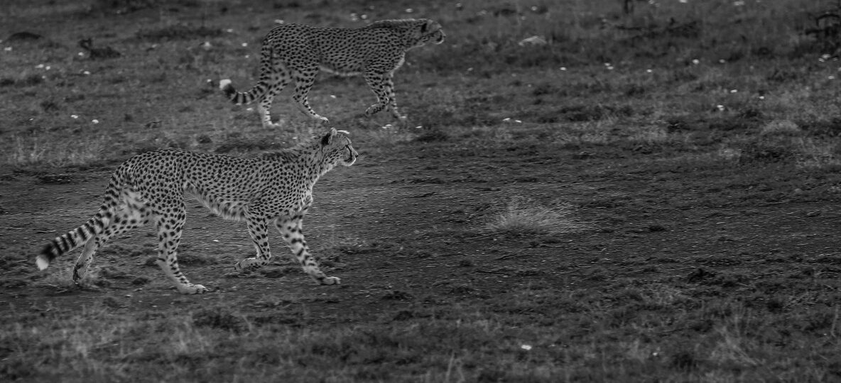Masai Mara Cheetah