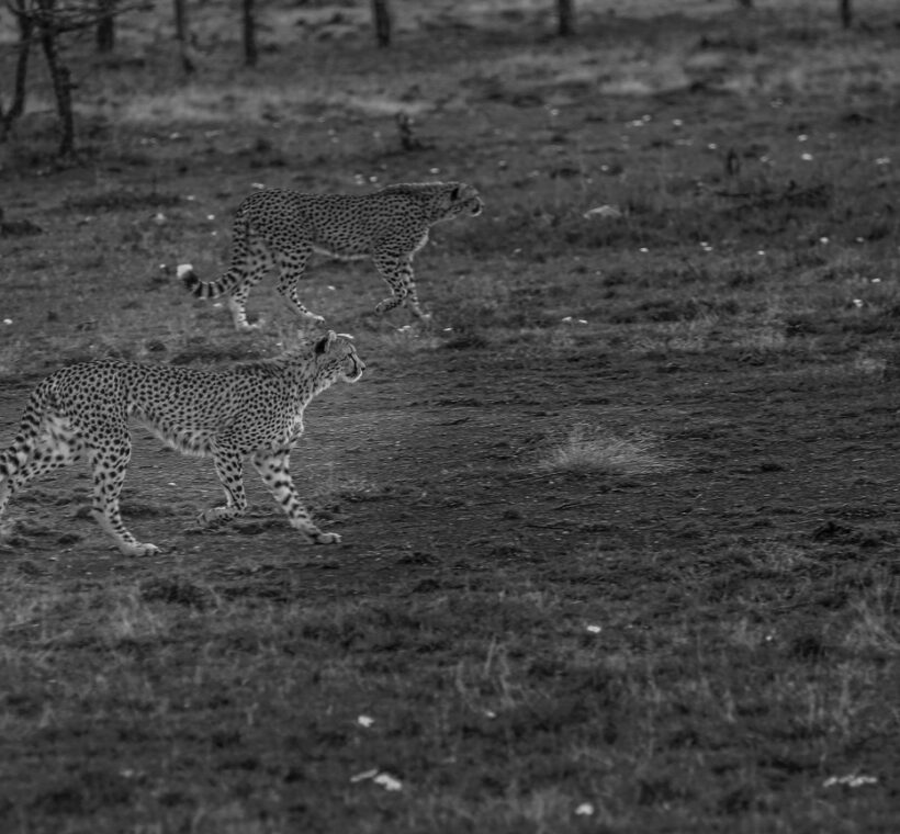 Masai Mara Cheetah