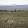 Masai Mara leopard safari big cats resting in golden grass on the open plains at first light