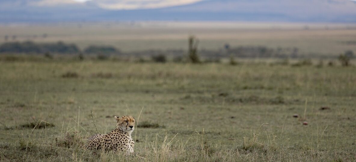 Masai Mara leopard safari big cats resting in golden grass on the open plains at first light