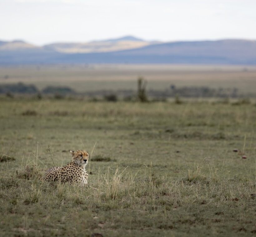 Masai Mara leopard safari big cats resting in golden grass on the open plains at first light