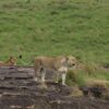 Masai Mara Park Fees 2026