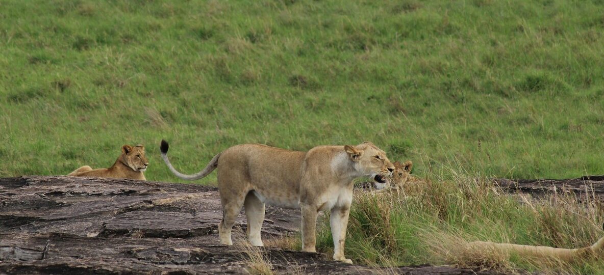 Masai Mara Park Fees 2026
