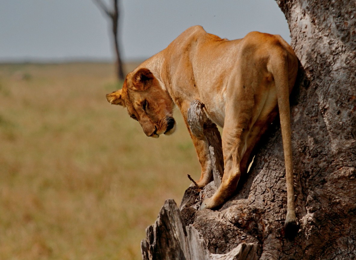 Masai Mara Park Fees 2026