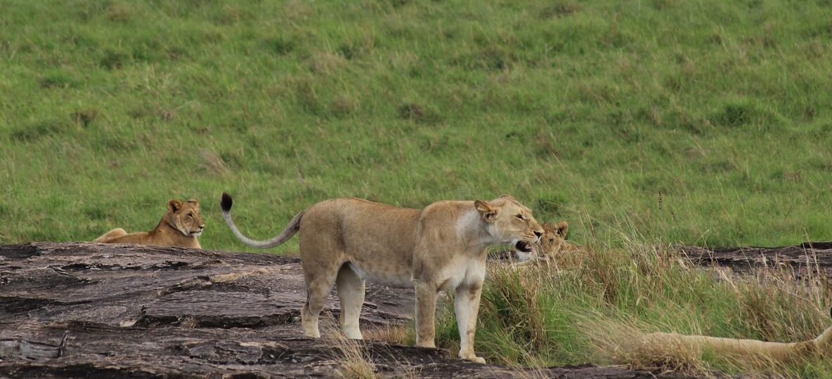 Masai Mara September