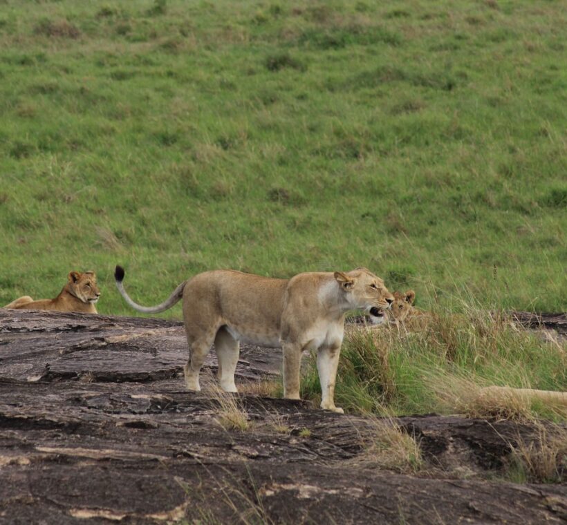 Masai Mara September