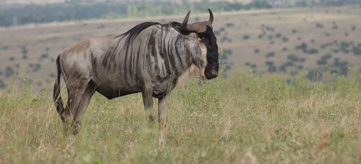 Masai Mara Vs Serengeti