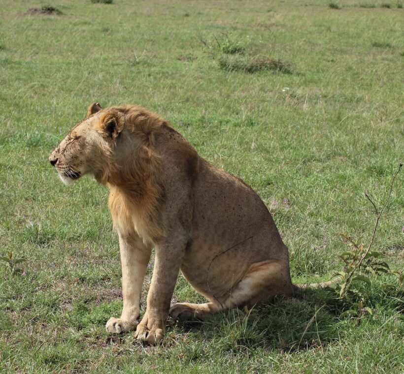 Mid Range Kenya Safari Packages