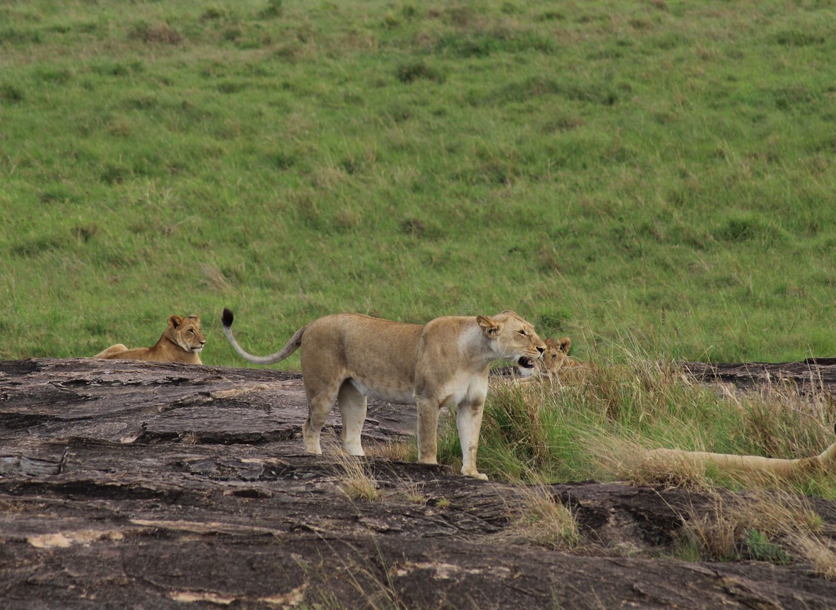 Mid Range Kenya Safari Packages