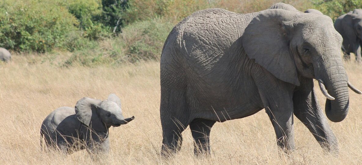 Multigenerational Safari Kenya