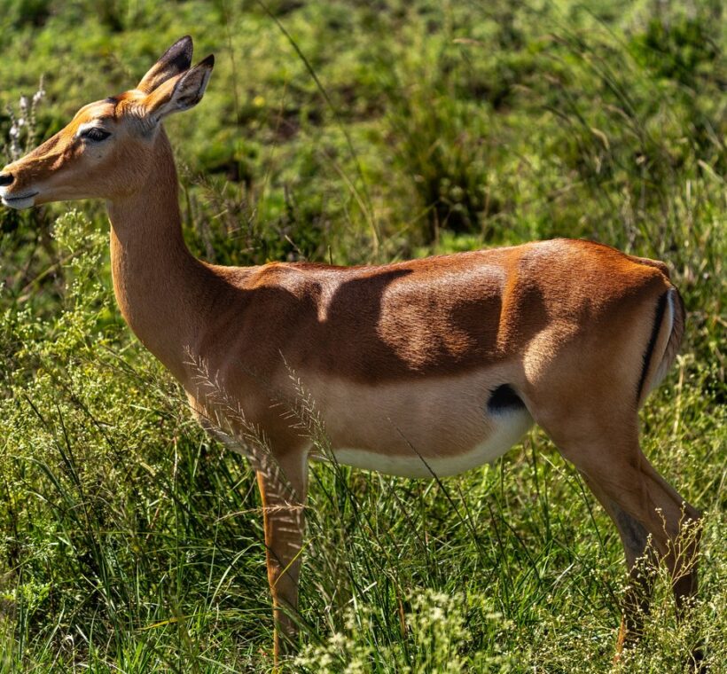 Nairobi Animal Orphanage