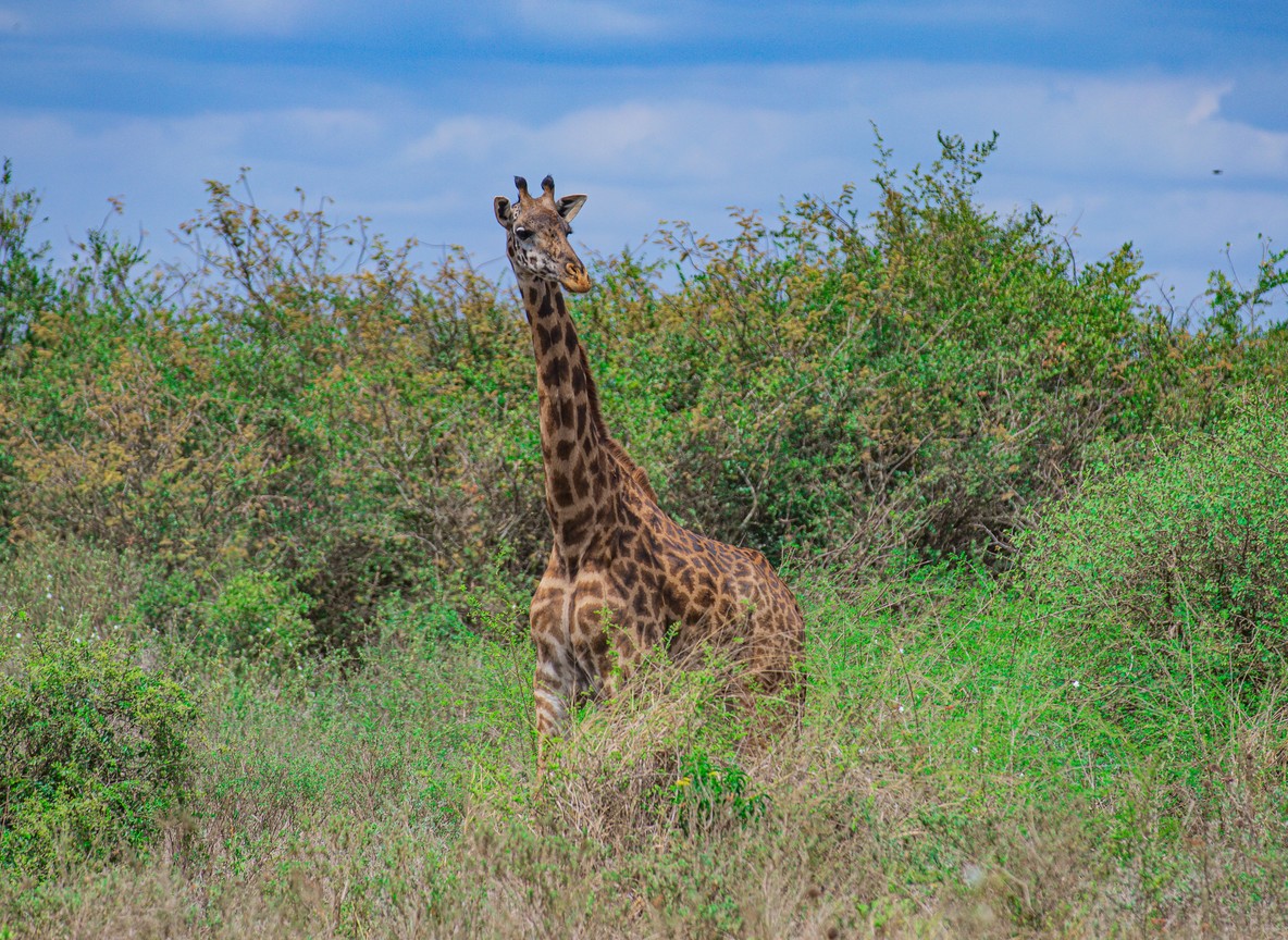 Nairobi Animal Orphanage