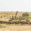 Nairobi National Park