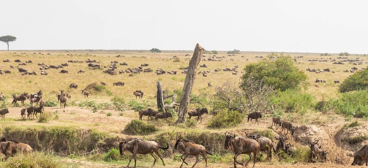 Nairobi National Park