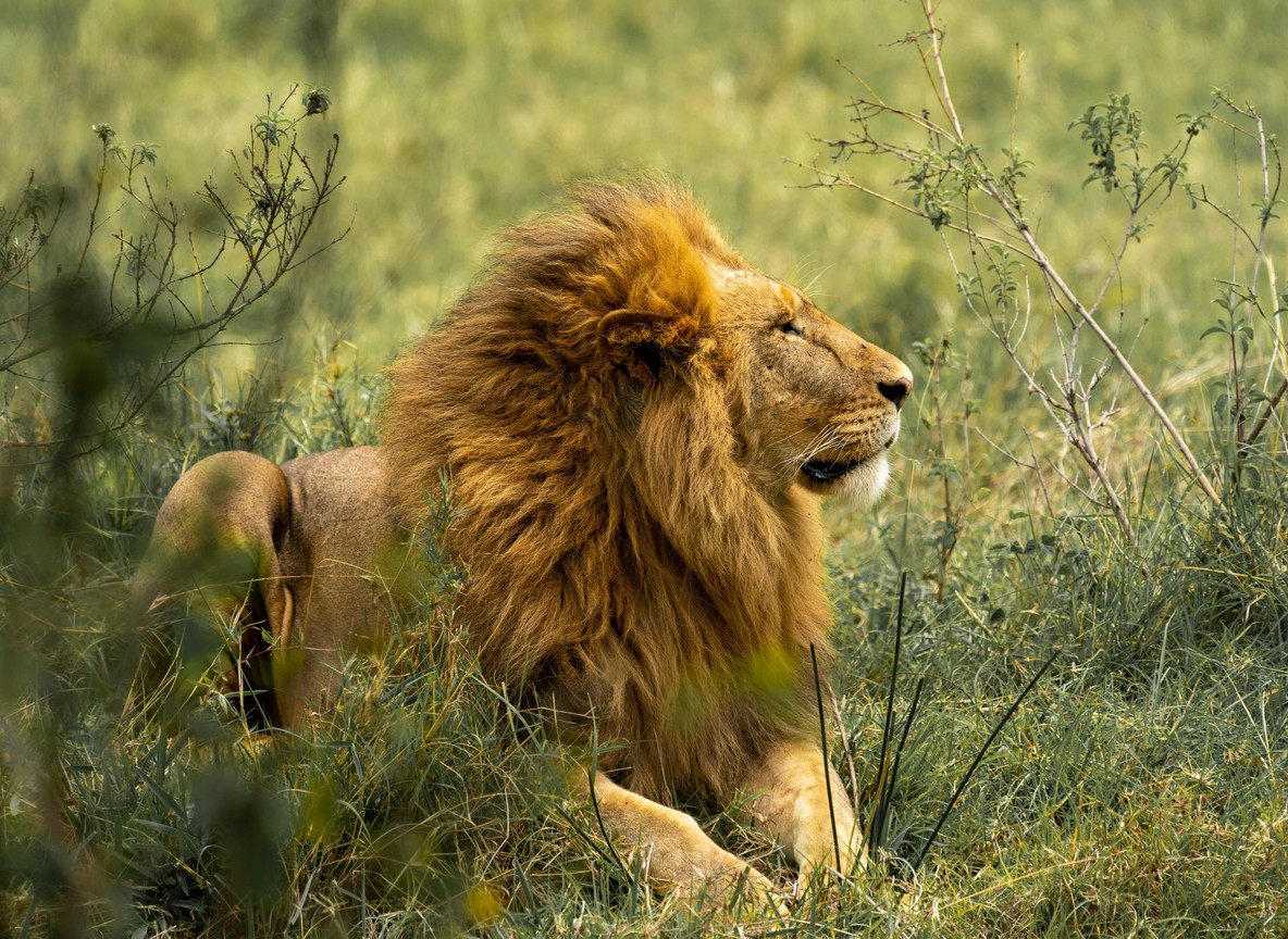 Nairobi National Park