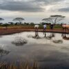 Nairobi Safari Day Trips