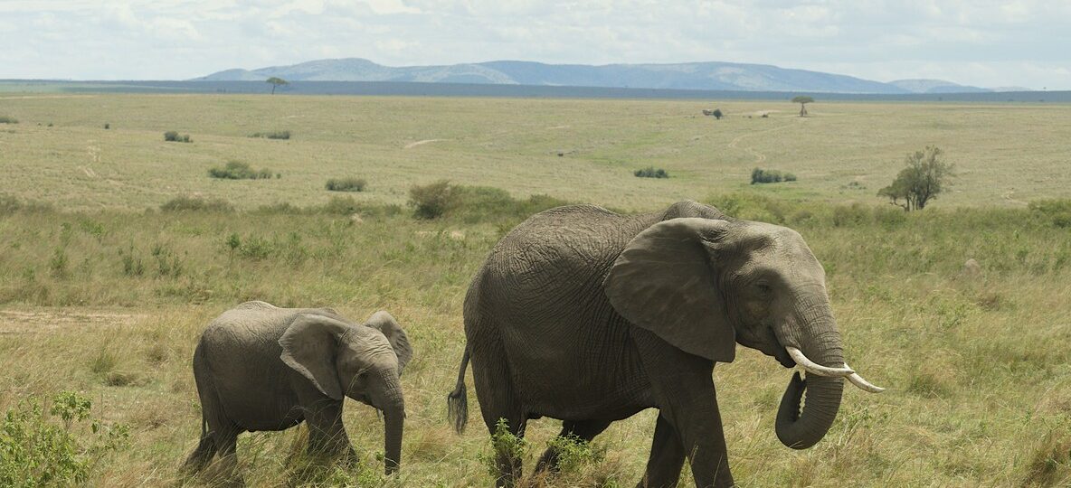 eyes glowing amber against deep darkness in a Kenyan conservancy