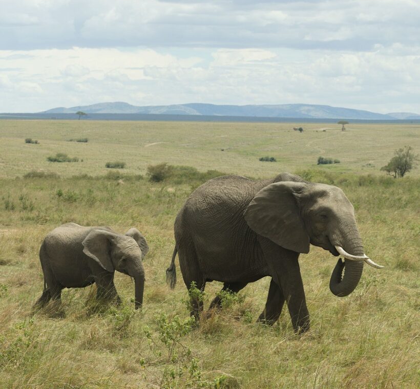 eyes glowing amber against deep darkness in a Kenyan conservancy