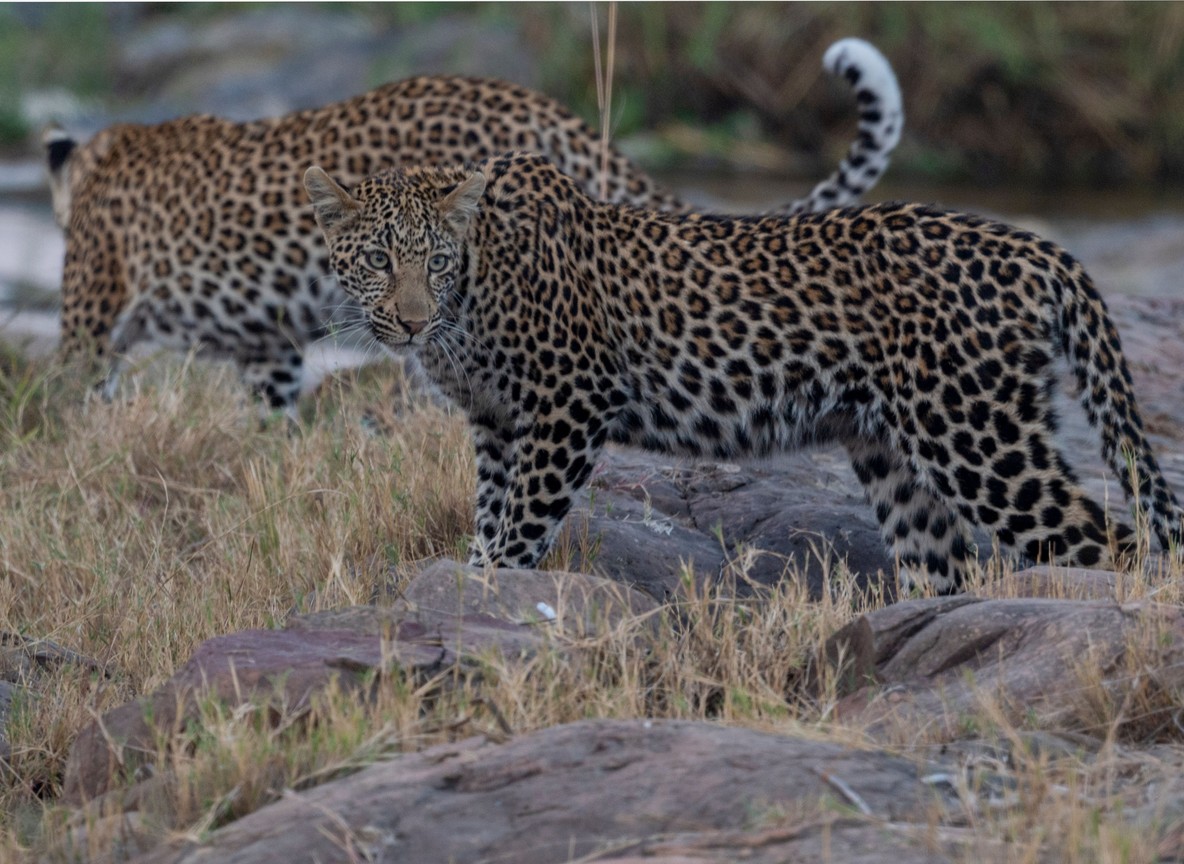 Night Game Drives Kenya