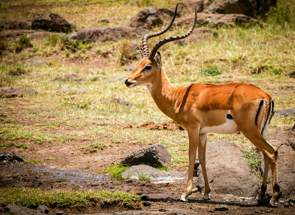 Ol Donyo Lodge