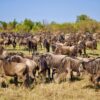 Ol Kinyei Conservancy