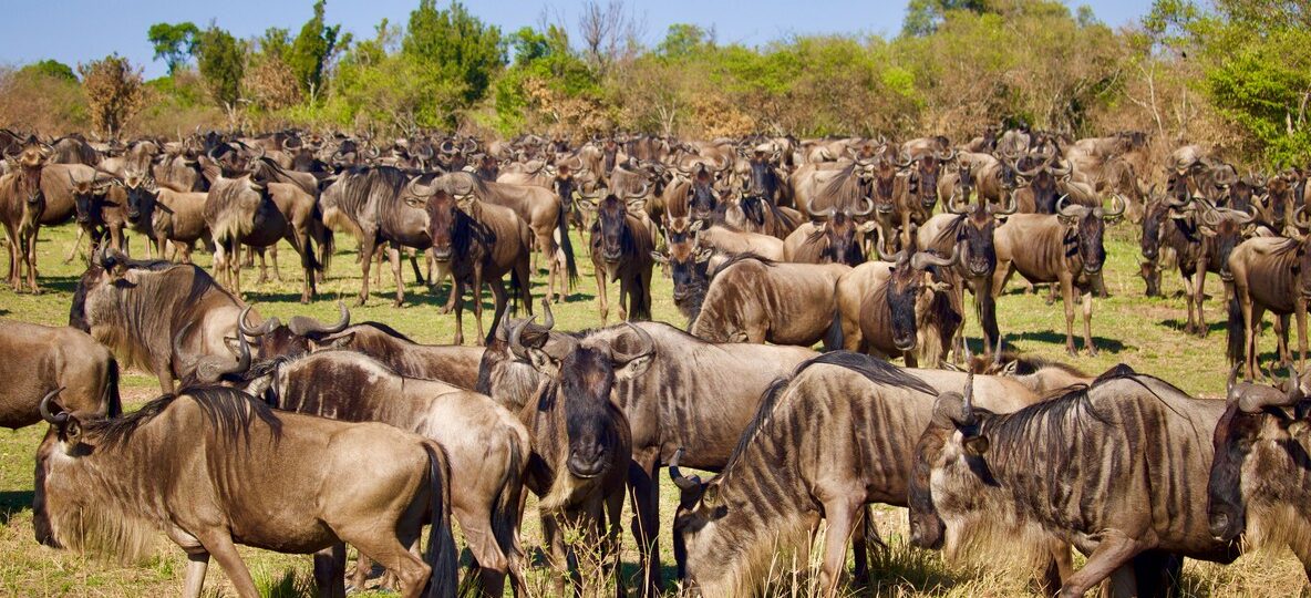Ol Kinyei Conservancy