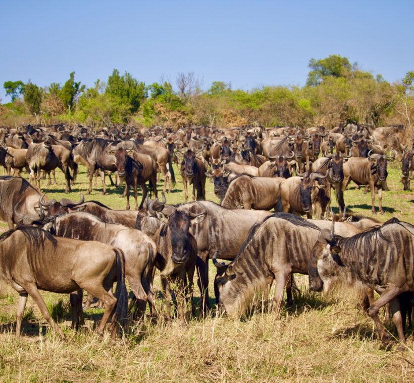 Ol Kinyei Conservancy
