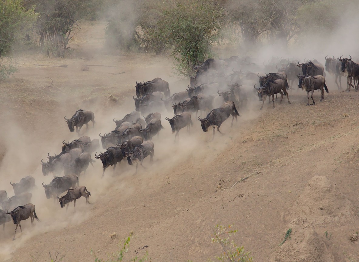 Herd of plains zebra and topi grazing on Ol Kinyei's open grasslands with acacia treeline in the background