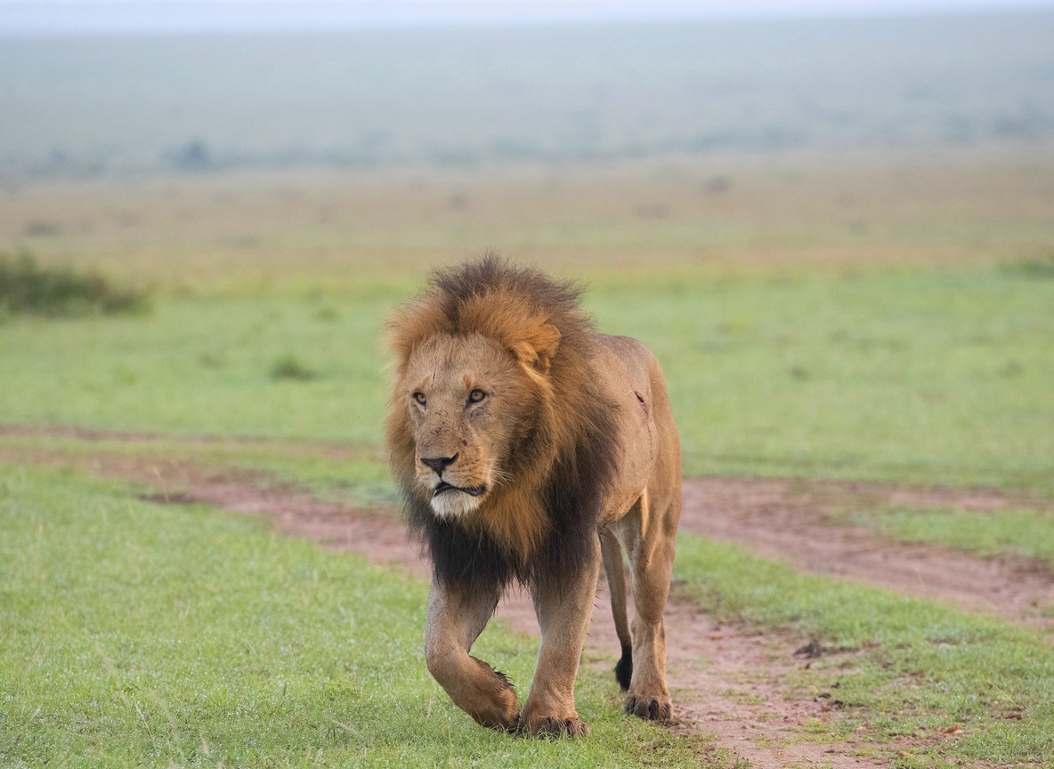 Ol Kinyei Conservancy, shallow depth of field with Mara grass blurred in foreground