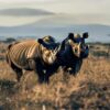 Ol Pejeta Vs Lewa Conservancy