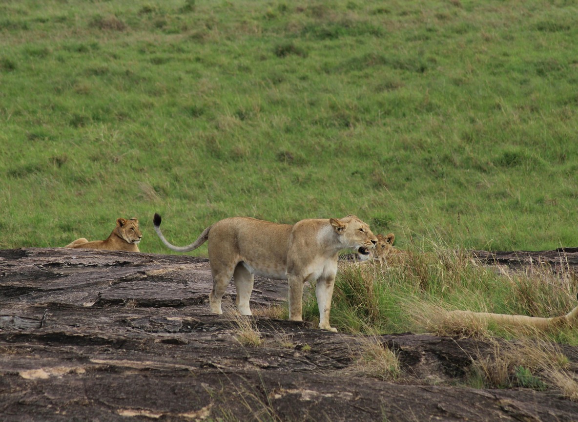 Olare Motorogi Conservancy