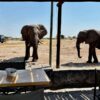 Porini Amboseli Camp