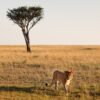 Ritz Carlton Masai Mara Conservation Debate