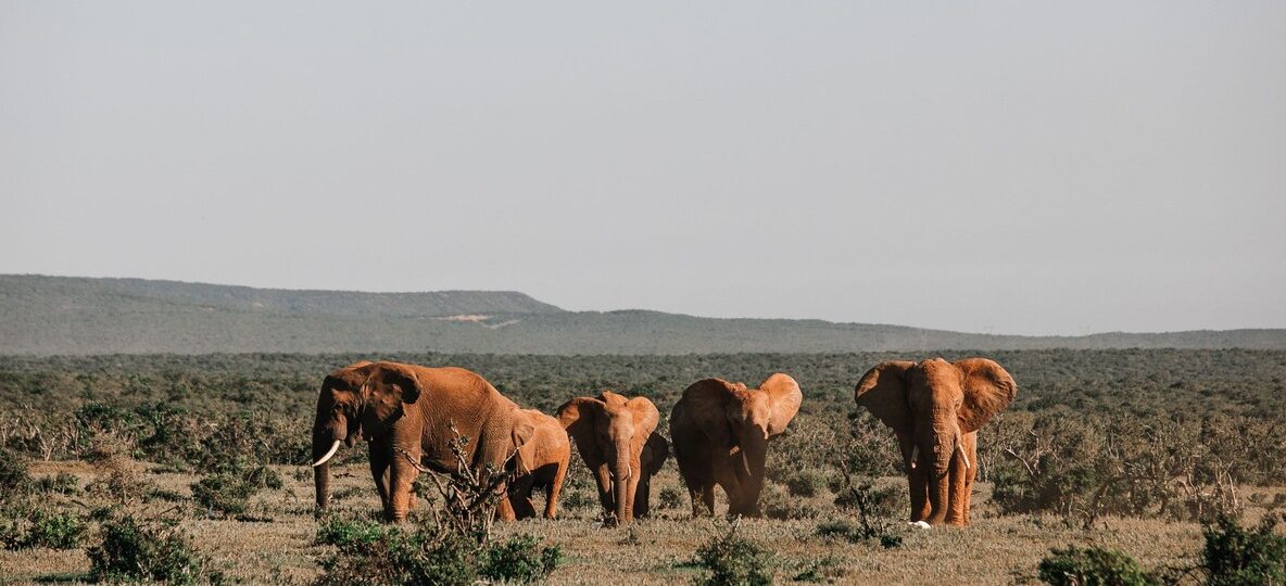 Samburu warriors in bright red shukas and beaded jewellery standing in golden afternoon light on the open plains of northern Kenya