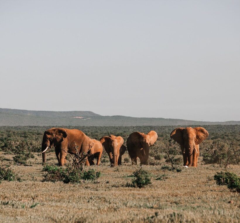 Samburu warriors in bright red shukas and beaded jewellery standing in golden afternoon light on the open plains of northern Kenya