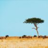 Samburu Game Reserve