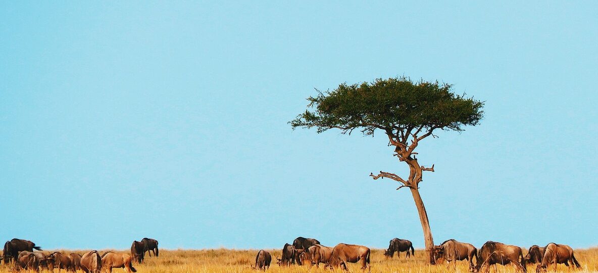 Samburu Game Reserve
