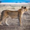 Samburu Safari Packages