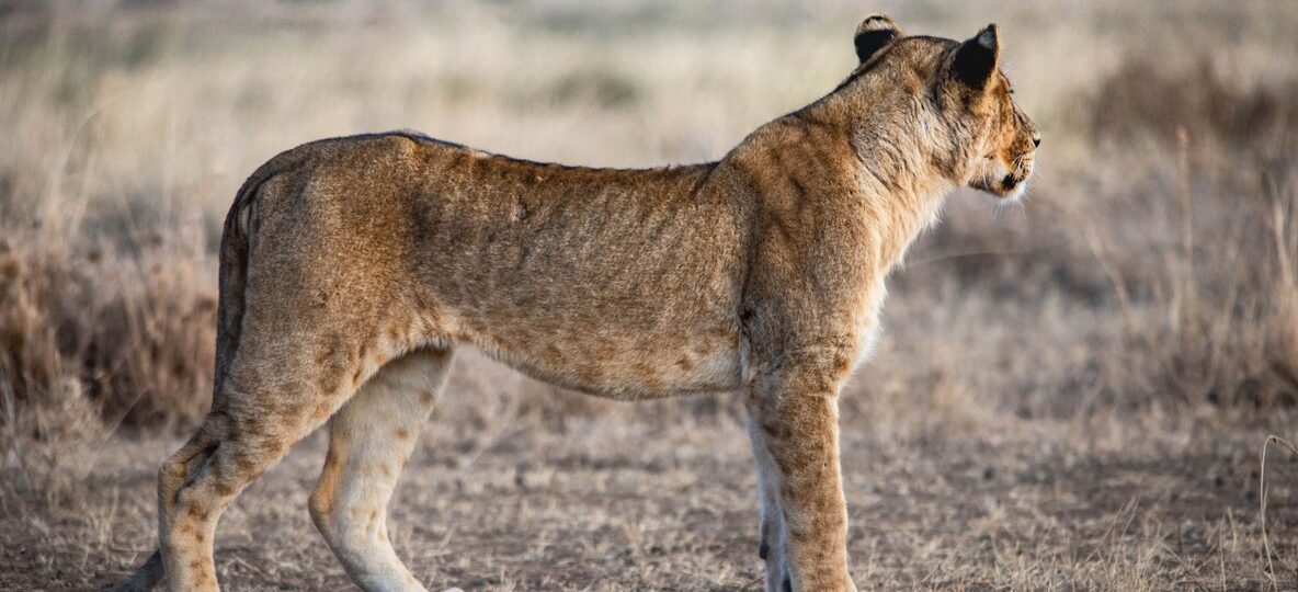 Samburu Safari Packages